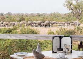 Thornybush Simbambili Lodge 4