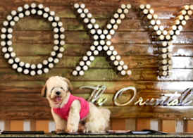 PROXY by The Oriental Albay 2