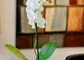 SM Hotel Sant Antoni 3