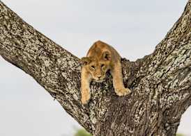 Ngorongoro Lodge member of Meliá Collection - The Leading Hotels of the World 5