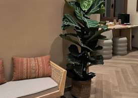 Hostal Ambos Mundos 4
