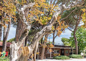 Club del Sole Viareggio Family Collection 2