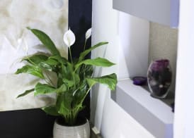 Pebbles Boutique Aparthotel 2