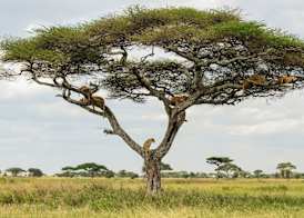 Ngorongoro Lodge member of Meliá Collection - The Leading Hotels of the World 4