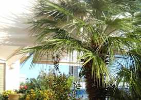 Hotel Bencista 5