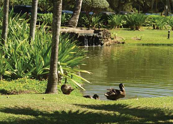Kauai Beach Villas 1