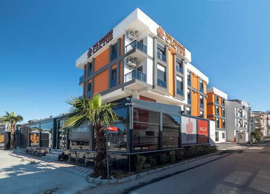 The Orange Cactus 1