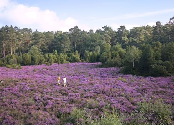 Hotel Bispinger Heide by Center Parcs 1