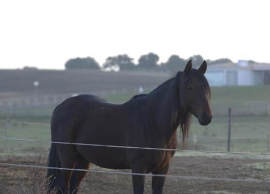 Herdade do Gizo - Casa Reis 1