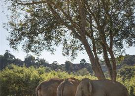 Anantara Golden Triangle Elephant Camp & Resort 4