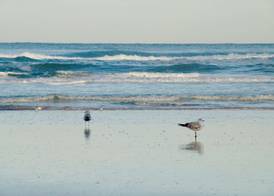 Hampton Inn Daytona Shores-Oceanfront 2