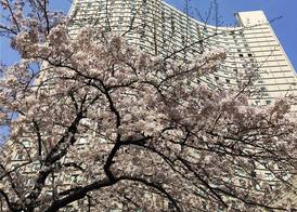 Hilton Tokyo Hotel 3