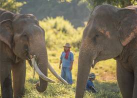 Anantara Golden Triangle Elephant Camp & Resort 5