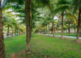 Coconut Resort 2