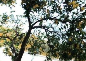 Yellow Park Hotel 4