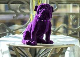 Purple Dog Suites 2