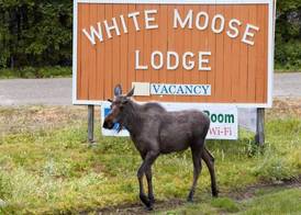 White Moose Lodge 5