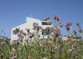Olive Tree Apartments 5