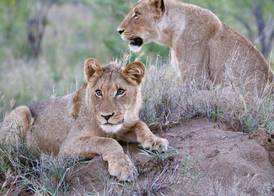 Imbali Safari Lodge 4