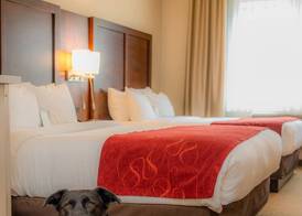 Comfort Suites Springfield-Eugene 5