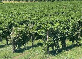 Agriturismo Camerin - CL Agri Lounge 5