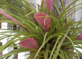 St. Lucia Wetlands Guest House 2