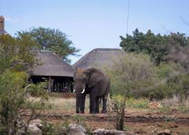 Rhulani Safari Lodge 3