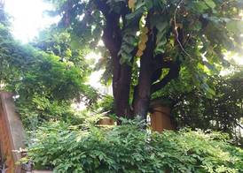 Tilia 2