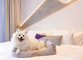 Vignette Collection THE ALVA HOTEL BRISBANE by IHG 4