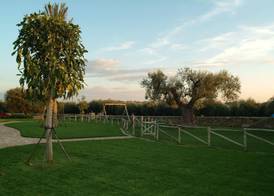 Masseria Bosco 5