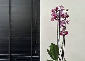Downtown Suites 3