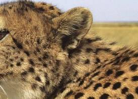 Cheetah View 5