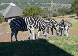 Jbay Zebra Lodge 2