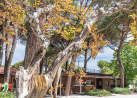 Club del Sole Viareggio Family Collection 2