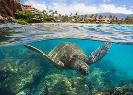 Sheraton Maui Resort & Spa 5