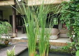 Bliss Ubud Spa Resort 4