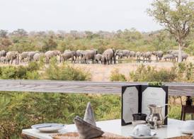 Thornybush Simbambili Lodge 4