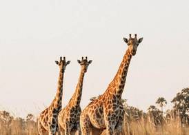 Belmond Safaris - OLD LISTING +remove+ 4