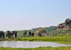 Port Lympne Reserve - Livingstone Lodge 5