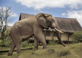 Gorah Elephant Camp 4