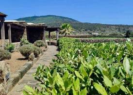 Abraxas Vigne di Pantelleria - Tenuta Bukkuram 5