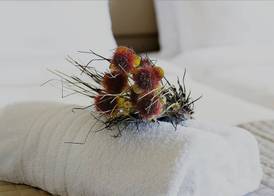 Diogenis Hotel 5