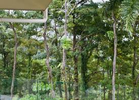 Arenas Del Mar Beachfront & Rainforest Resort Member of the Cayuga Collection 4