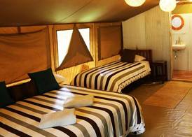 Wildebeest Eco Camp 3