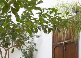 Riad Assala 5