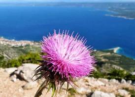 Villa Amorena - Adults Only 3