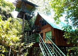 Khao Sok Tree House Resort 5