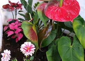 Apartamentos Florida Gran Canaria Adults Only 4