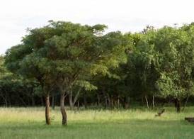 Ezemvelo Nature Reserve 3