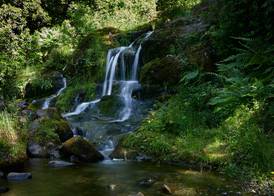 Macdonald Forest Hills Resort 5